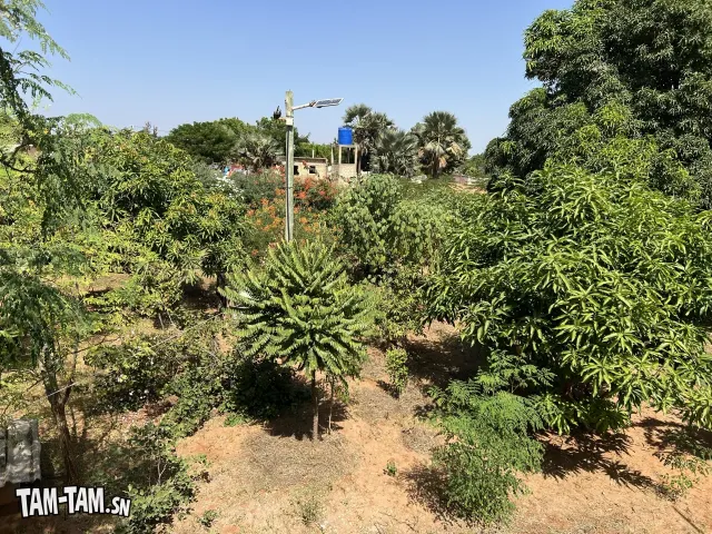 Verger 900 mètres carrés Thiafoura
