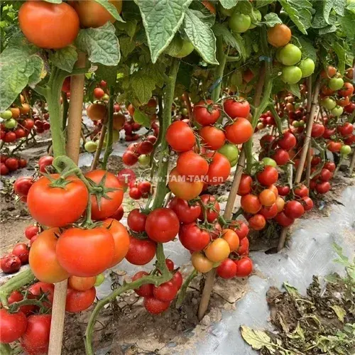 Semences piments,tomates, concombre